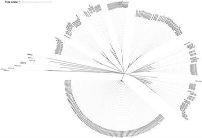 Genome-wide identification and oxacillinase OXA distribution characteristics of Acinetobacter spp. based on a global database